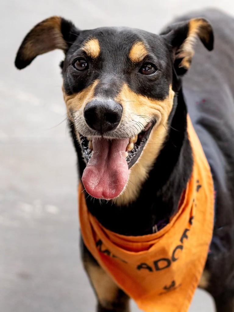 Thiago, cachorro de porte médio para adoção em Florianópolis - SC