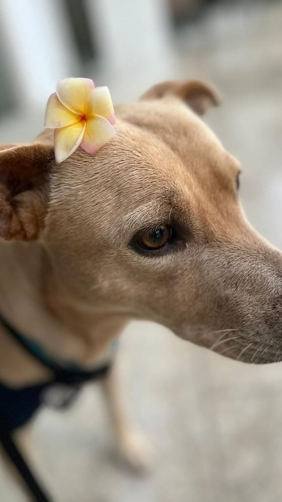 Léo, cachorro de porte médio para adoção em Florianópolis - SC