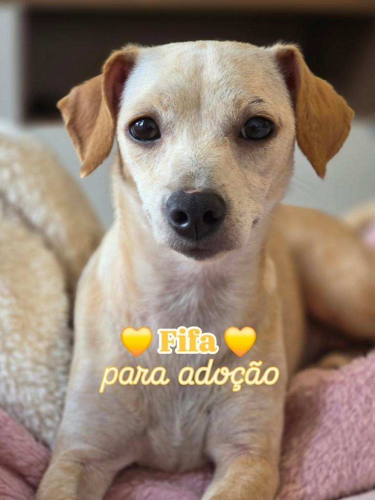 Fifa, cachorro de porte pequeno para adoção em Florianópolis - SC