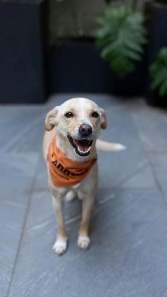 Vivi, cadela de porte médio para adoção em Florianópolis - SC
