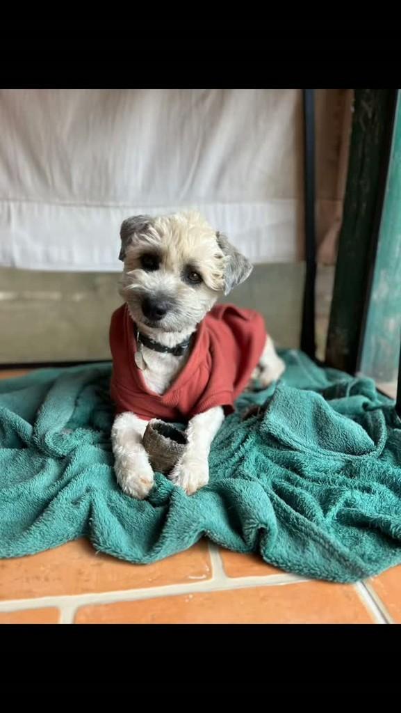 Cocada, cachorro de porte pequeno para adoção em Florianópolis - SC