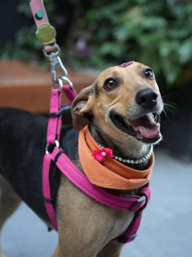 Fiona, cadela de porte médio para adoção em Florianópolis - SC