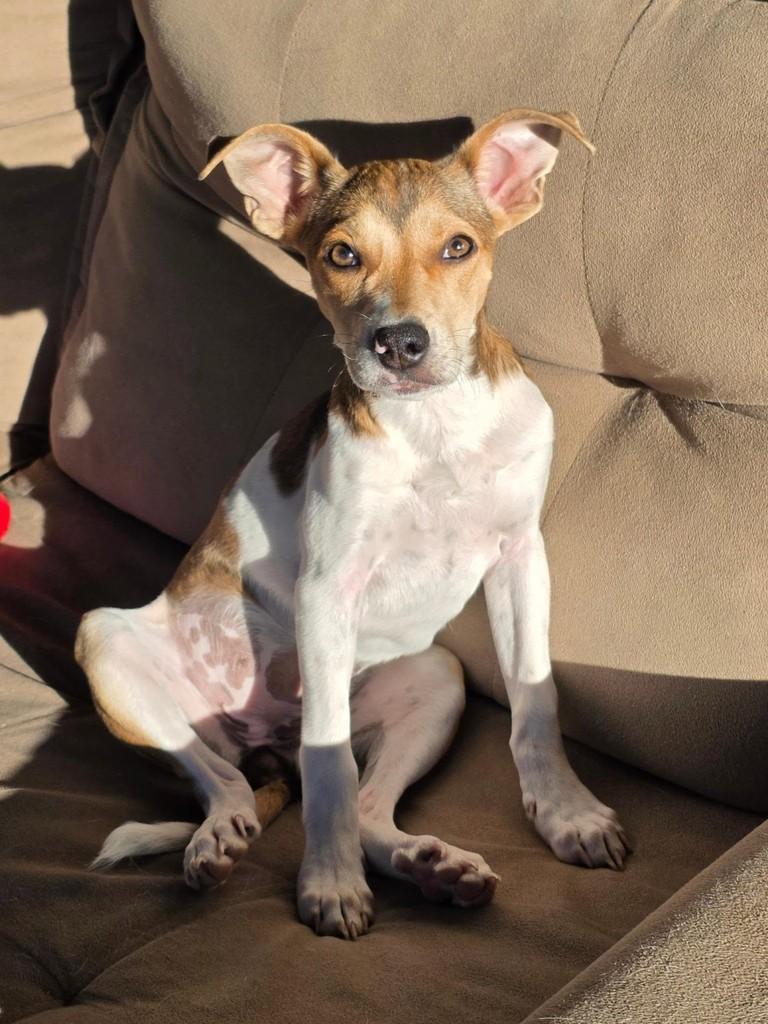Vicca, cachorro de porte médio para adoção em Florianópolis - SC