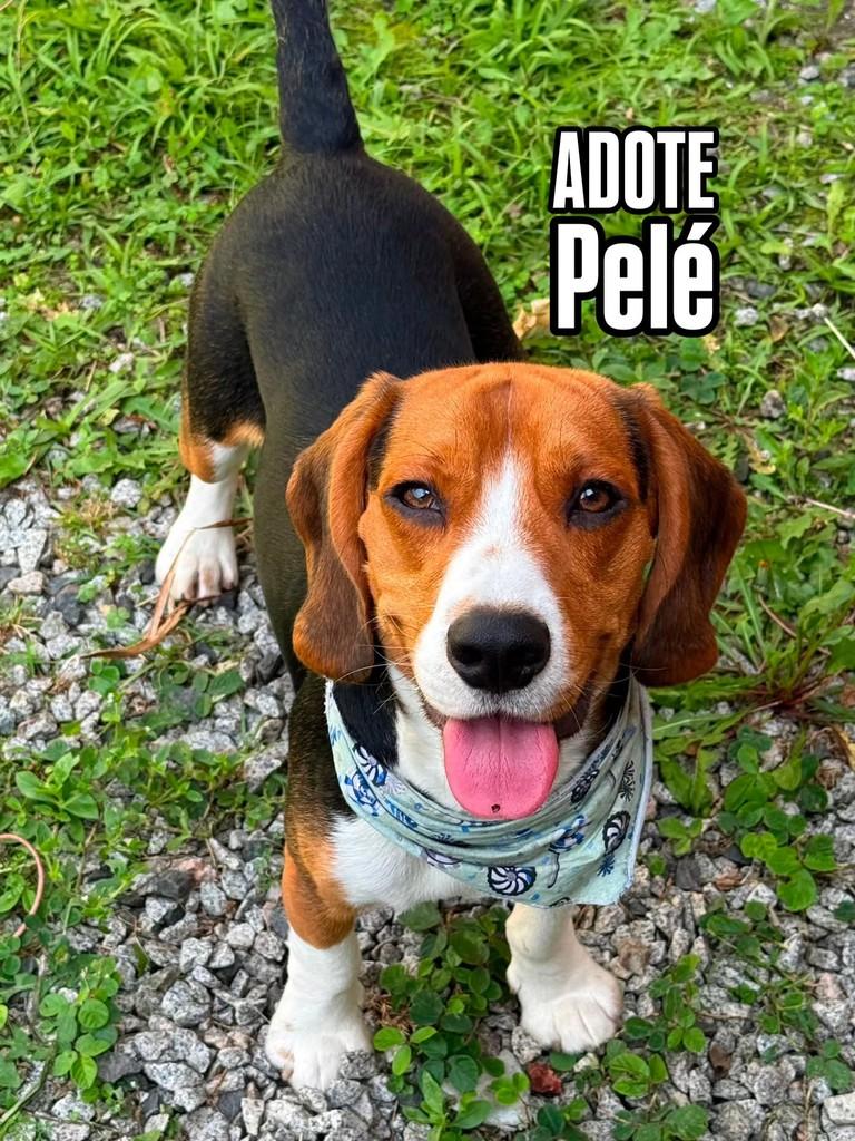 Pelé, cachorro de porte médio para adoção em Florianópolis - SC