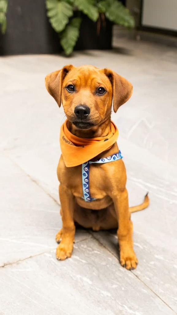 Baby Caramelo Chorão, cachorro de porte pequeno para adoção em Florianópolis - SC