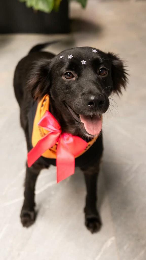 Princesa, cachorro de porte pequeno para adoção em Florianópolis - SC