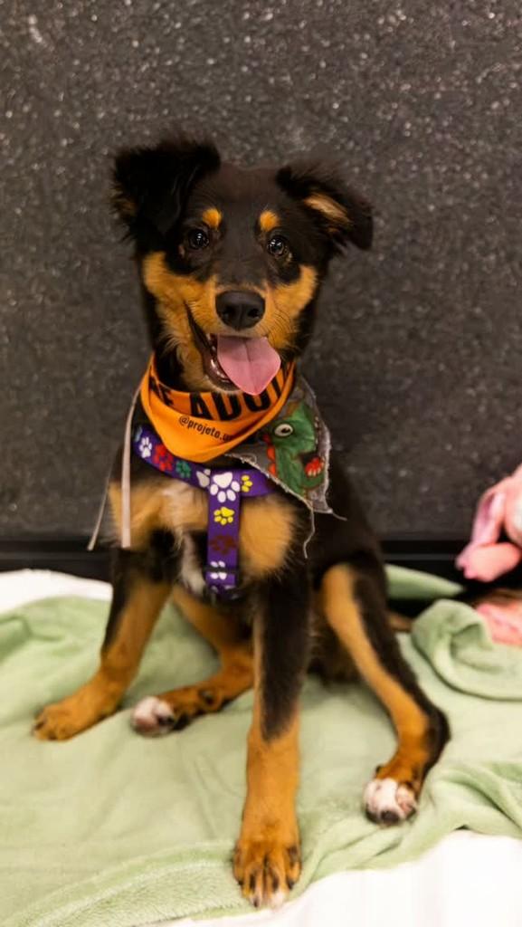 Koda, cachorro de porte pequeno para adoção em Florianópolis - SC