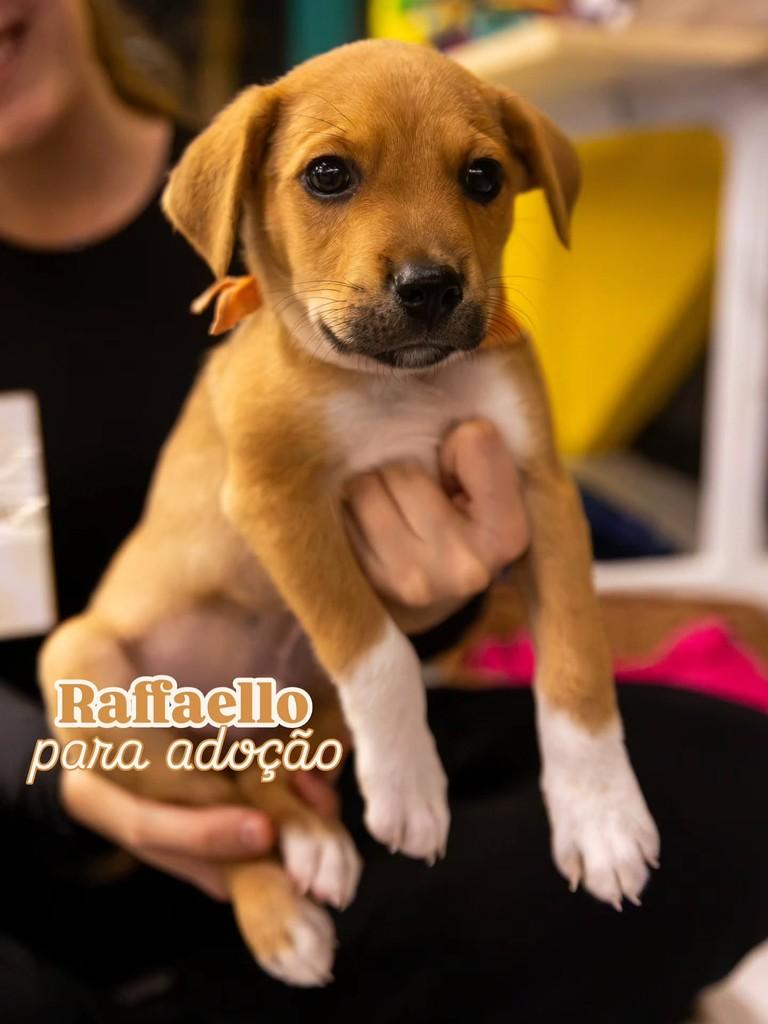 Raffaello, cachorro de porte médio para adoção em Florianópolis - SC