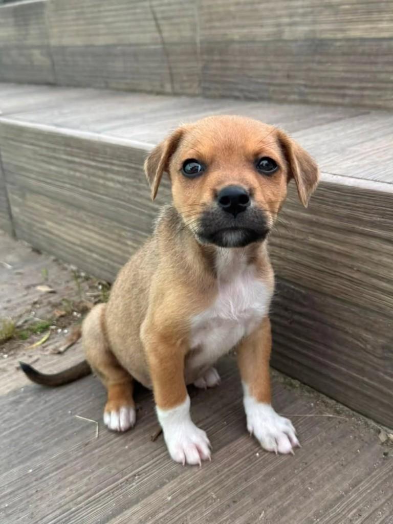 Raffaello, cachorro de porte médio para adoção em Florianópolis - SC — foto 2 de 7