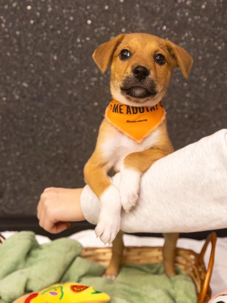 Raffaello, cachorro de porte médio para adoção em Florianópolis - SC — foto 3 de 7