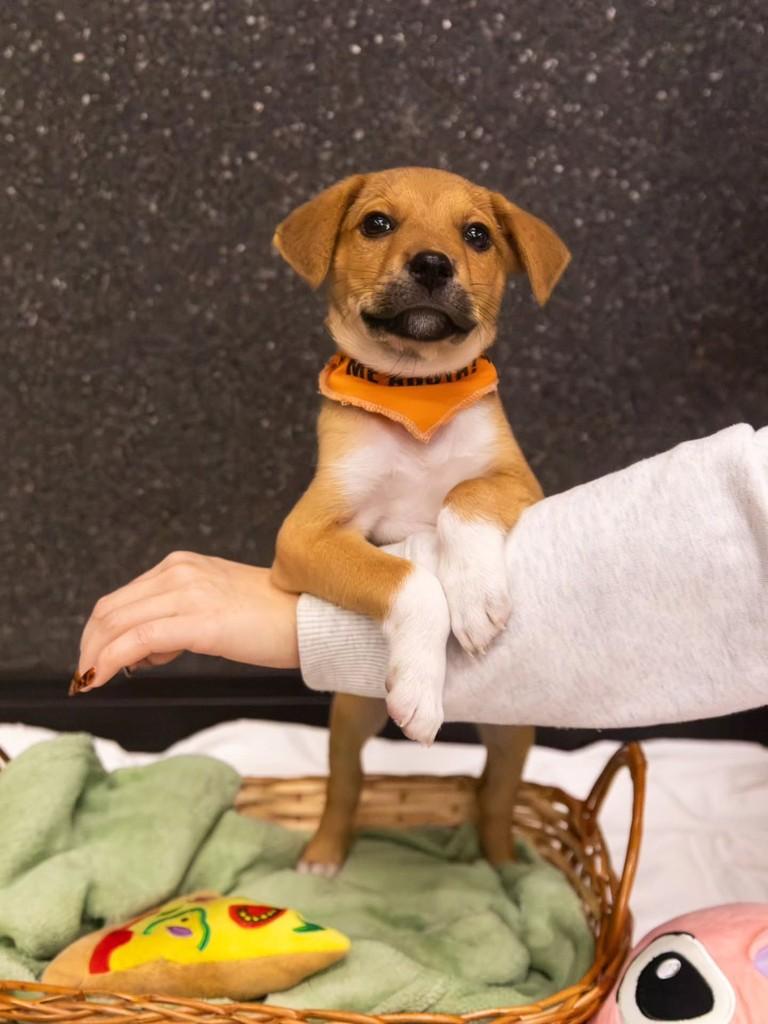 Raffaello, cachorro de porte médio para adoção em Florianópolis - SC — foto 4 de 7