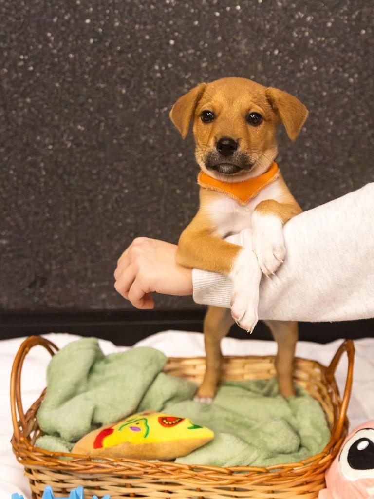 Raffaello, cachorro de porte médio para adoção em Florianópolis - SC — foto 5 de 7