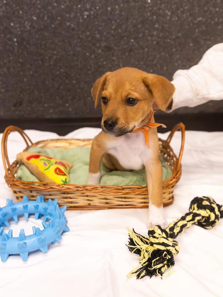 Raffaello, cachorro de porte médio para adoção em Florianópolis - SC — foto 5 de 6