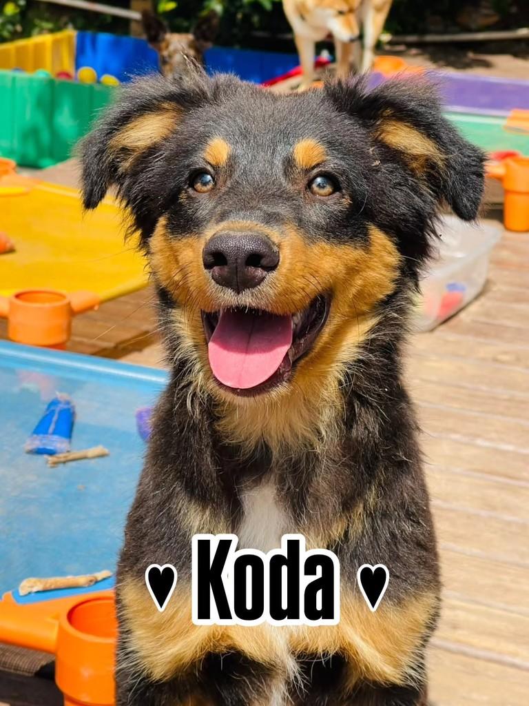 Ursinho Koda, cachorro de porte médio para adoção em Florianópolis - SC
