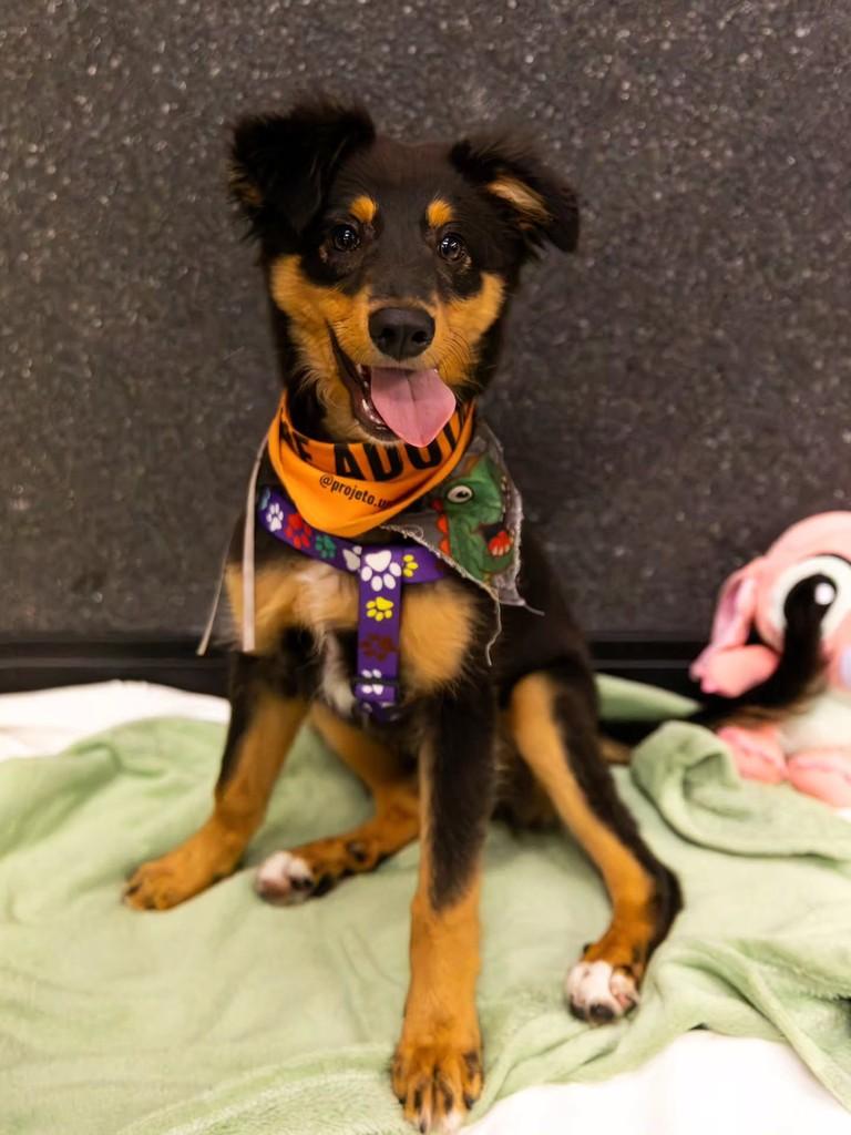 Ursinho Koda, cachorro de porte médio para adoção em Florianópolis - SC — foto 2 de 14