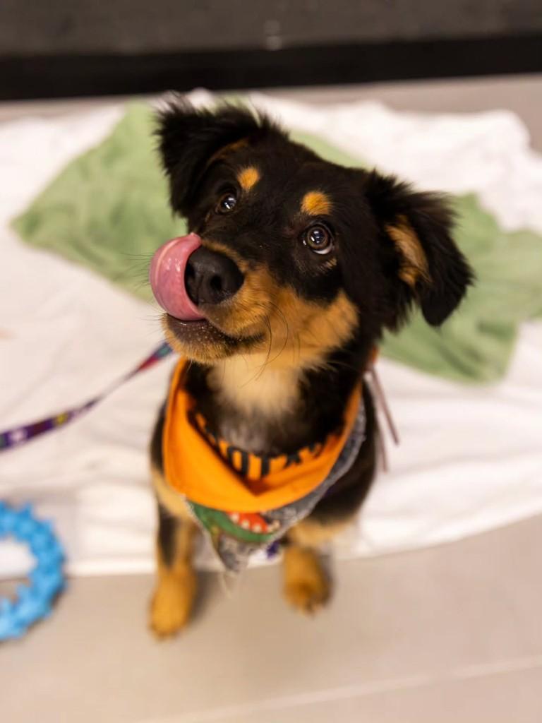 Ursinho Koda, cachorro de porte médio para adoção em Florianópolis - SC — foto 3 de 14
