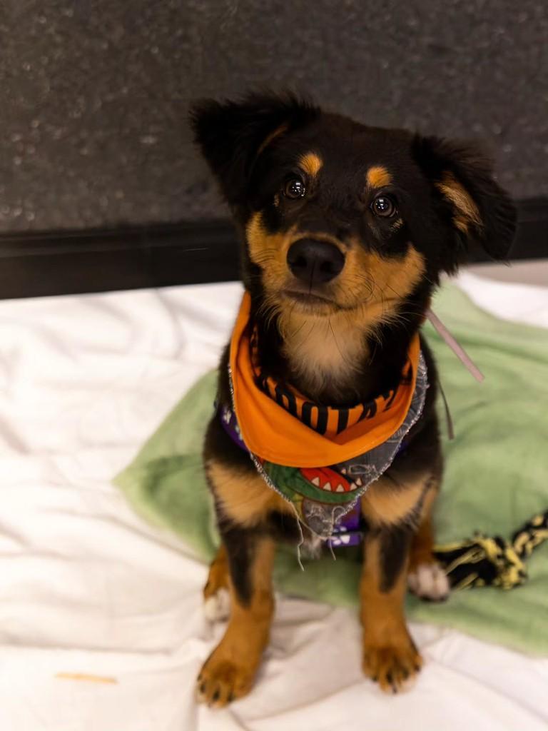 Ursinho Koda, cachorro de porte médio para adoção em Florianópolis - SC — foto 4 de 14