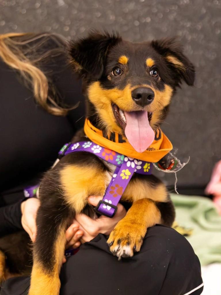 Ursinho Koda, cachorro de porte médio para adoção em Florianópolis - SC — foto 5 de 14