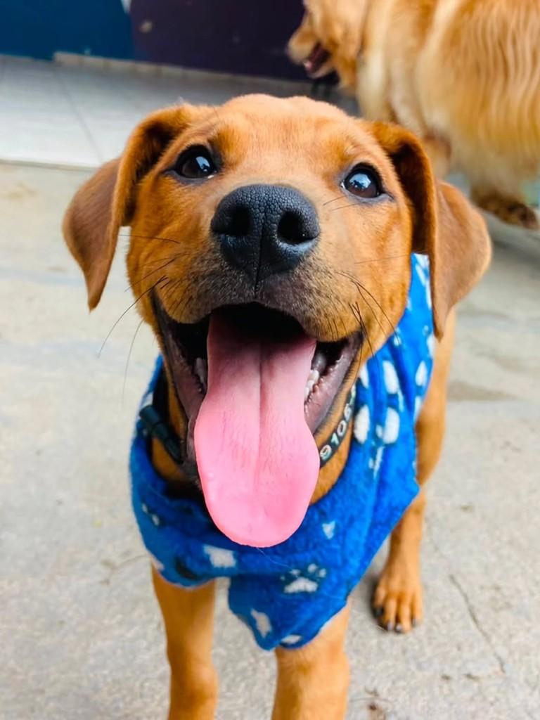 Chorão, cachorro de porte médio para adoção em Florianópolis - SC