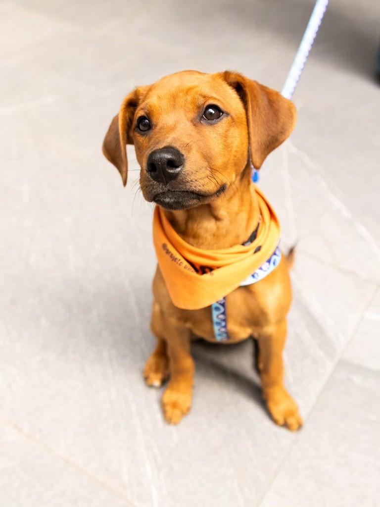 Chorão, cachorro de porte médio para adoção em Florianópolis - SC — foto 2 de 15