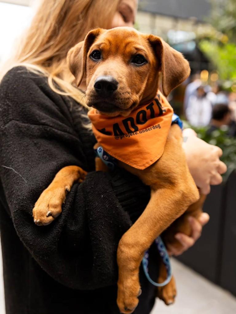 Chorão, cachorro de porte médio para adoção em Florianópolis - SC — foto 3 de 15
