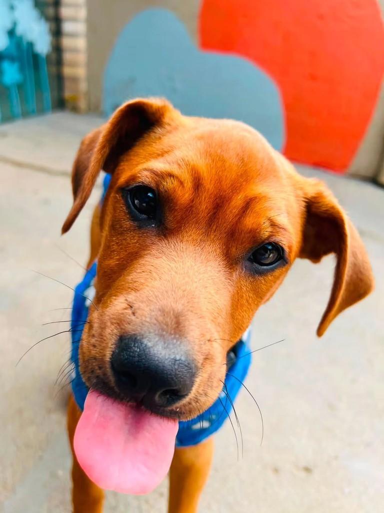 Chorão, cachorro de porte médio para adoção em Florianópolis - SC — foto 4 de 15