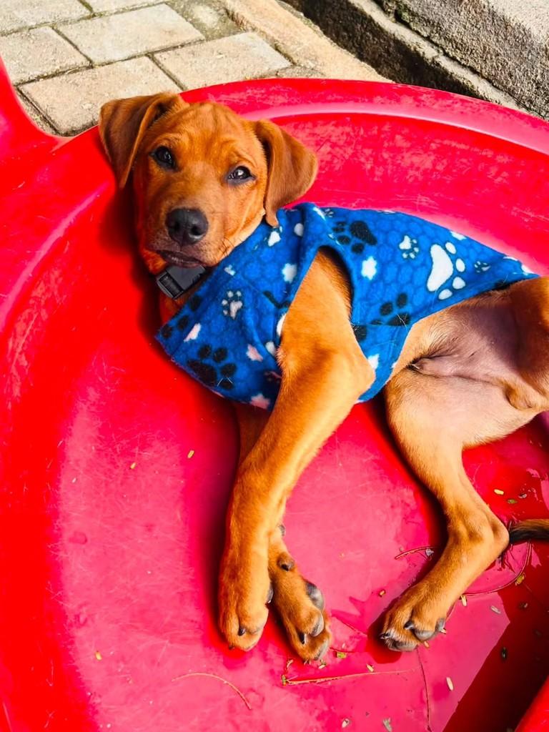 Chorão, cachorro de porte médio para adoção em Florianópolis - SC — foto 5 de 15