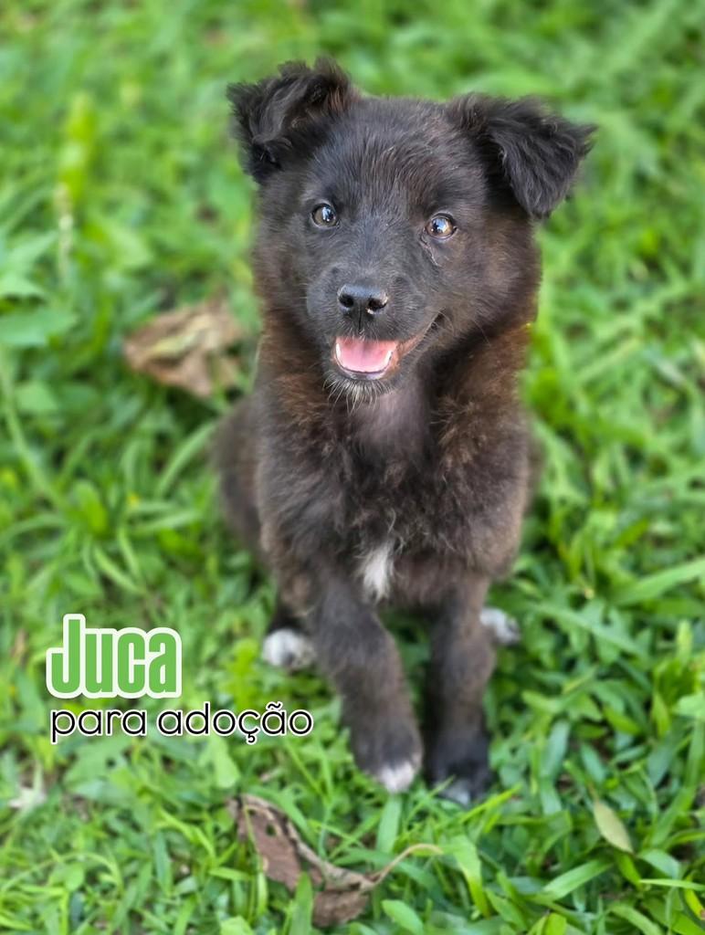 Ursinho Juca, cachorro de porte pequeno para adoção em Florianópolis - SC