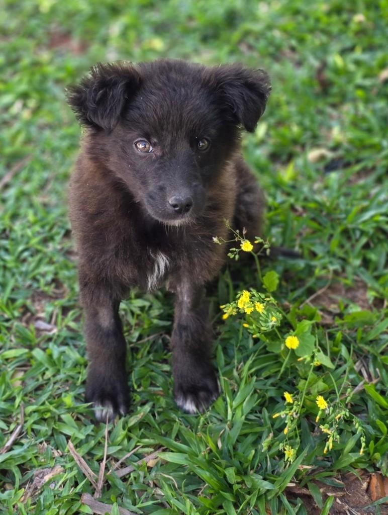 Ursinho Juca, cachorro de porte pequeno para adoção em Florianópolis - SC — foto 2 de 6