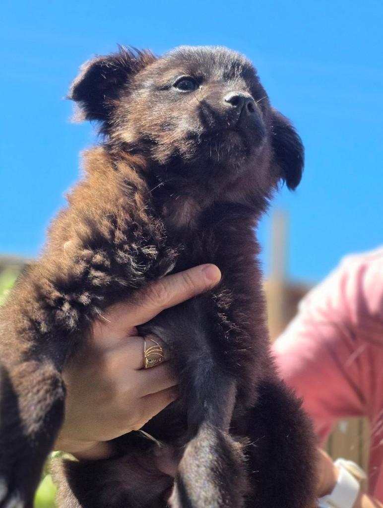 Ursinho Juca, cachorro de porte pequeno para adoção em Florianópolis - SC — foto 3 de 6