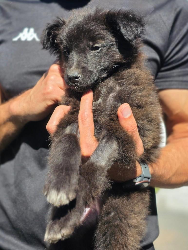 Ursinho Juca, cachorro de porte pequeno para adoção em Florianópolis - SC — foto 4 de 6