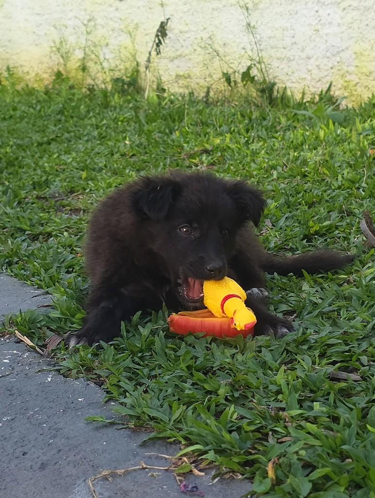 Ursinho Juca, cachorro de porte pequeno para adoção em Florianópolis - SC — foto 5 de 6