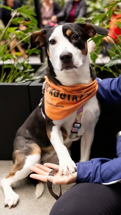 Matilda, cadela de porte pequeno para adoção em Florianópolis - SC