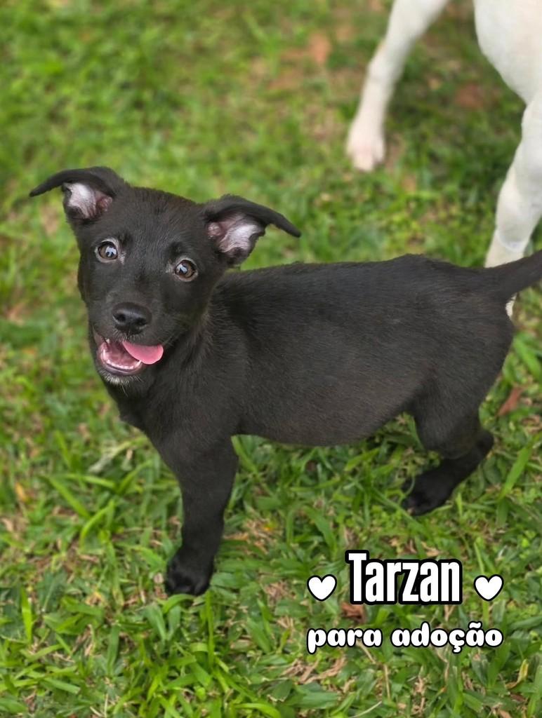 Tarzan, cachorro de porte médio para adoção em Florianópolis - SC