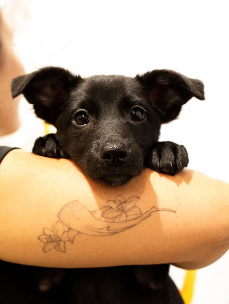 Tarzan, cachorro de porte médio para adoção em Florianópolis - SC — foto 2 de 5