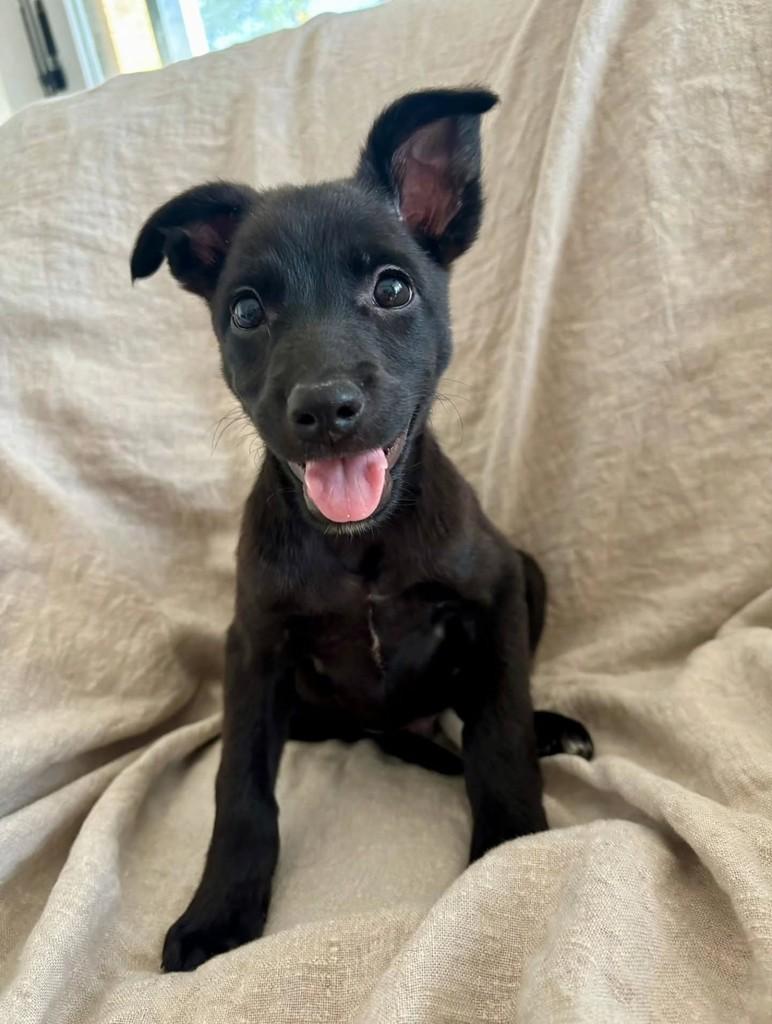 Tarzan, cachorro de porte médio para adoção em Florianópolis - SC — foto 3 de 5