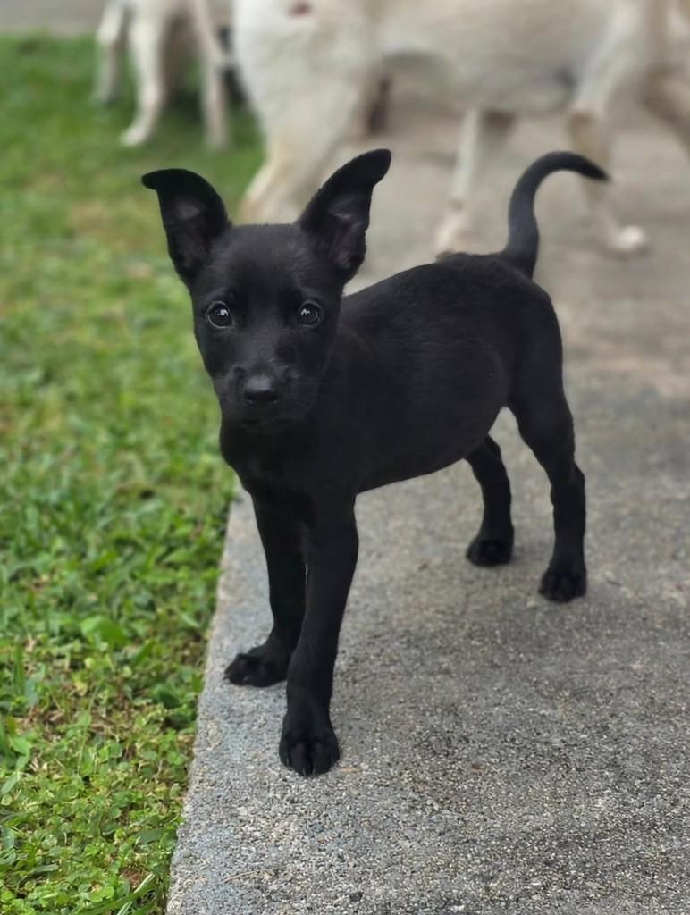 Tarzan, cachorro de porte médio para adoção em Florianópolis - SC — foto 4 de 5