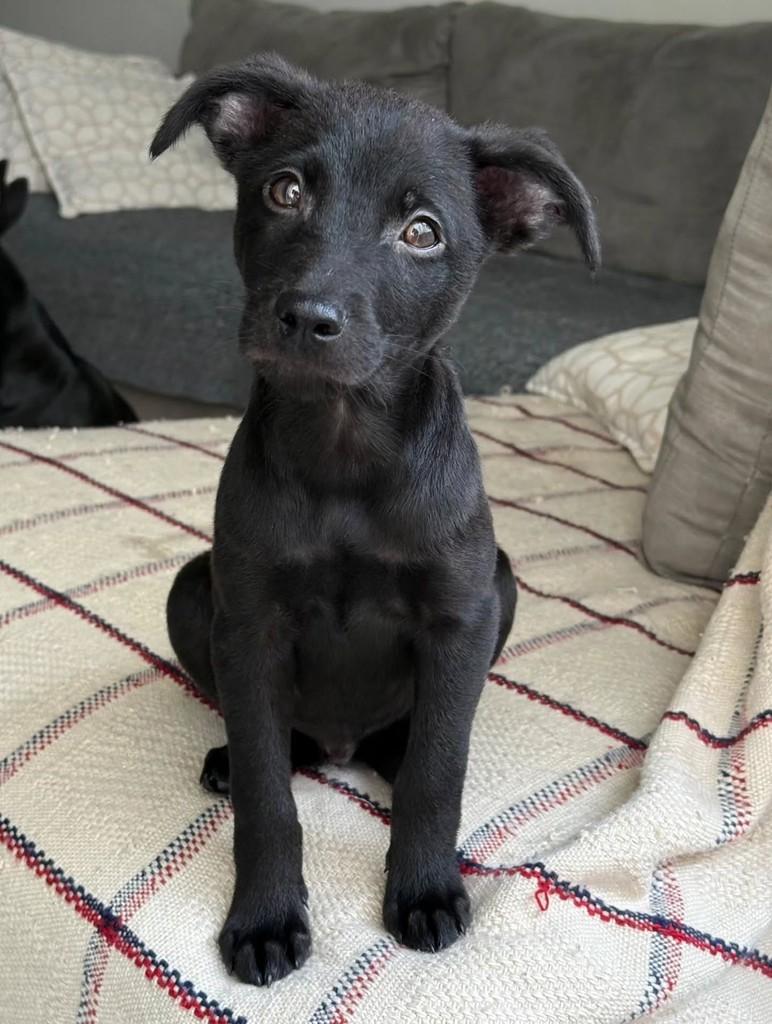 Tarzan, cachorro de porte médio para adoção em Florianópolis - SC — foto 5 de 5
