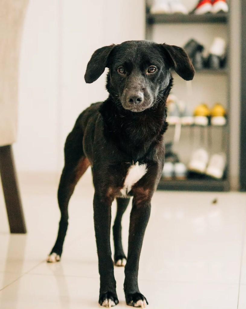 Kovu, cachorro de porte médio para adoção em Florianópolis - SC