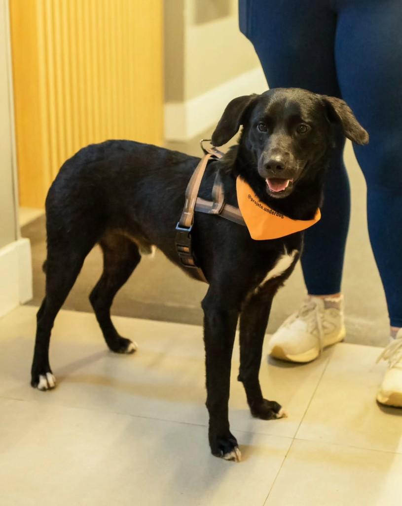 Kovu, cachorro de porte médio para adoção em Florianópolis - SC — foto 2 de 10