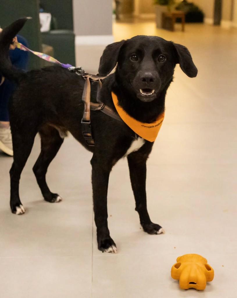 Kovu, cachorro de porte médio para adoção em Florianópolis - SC — foto 3 de 10