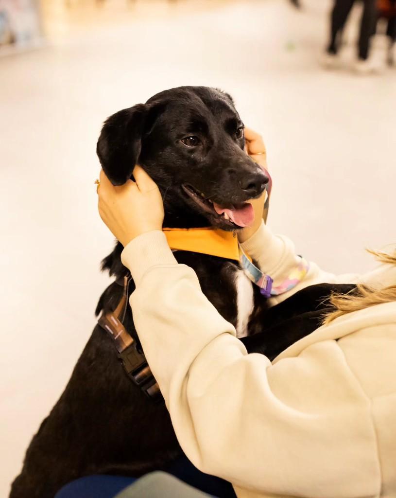 Kovu, cachorro de porte médio para adoção em Florianópolis - SC — foto 4 de 10