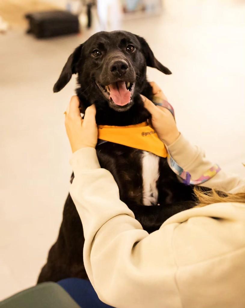 Kovu, cachorro de porte médio para adoção em Florianópolis - SC — foto 5 de 10