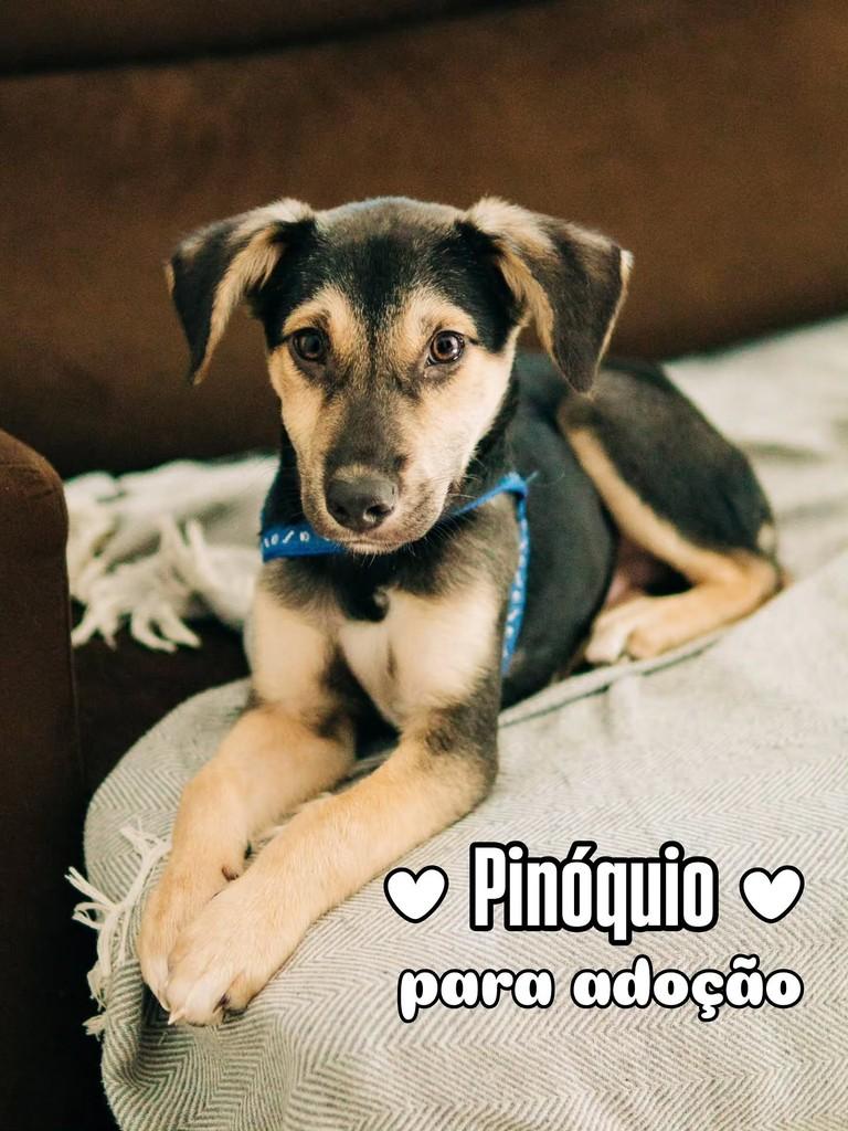 Pinóquio, cachorro de porte médio para adoção em Florianópolis - SC