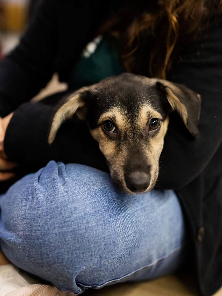 Pinóquio, cachorro de porte médio para adoção em Florianópolis - SC — foto 2 de 8