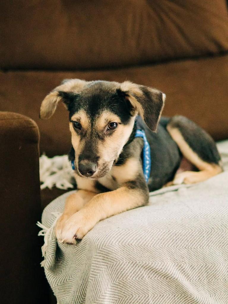 Pinóquio, cachorro de porte médio para adoção em Florianópolis - SC — foto 3 de 8
