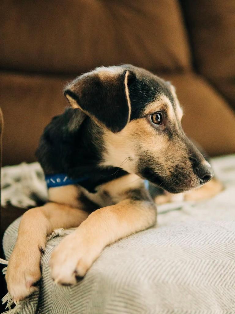 Pinóquio, cachorro de porte médio para adoção em Florianópolis - SC — foto 4 de 8