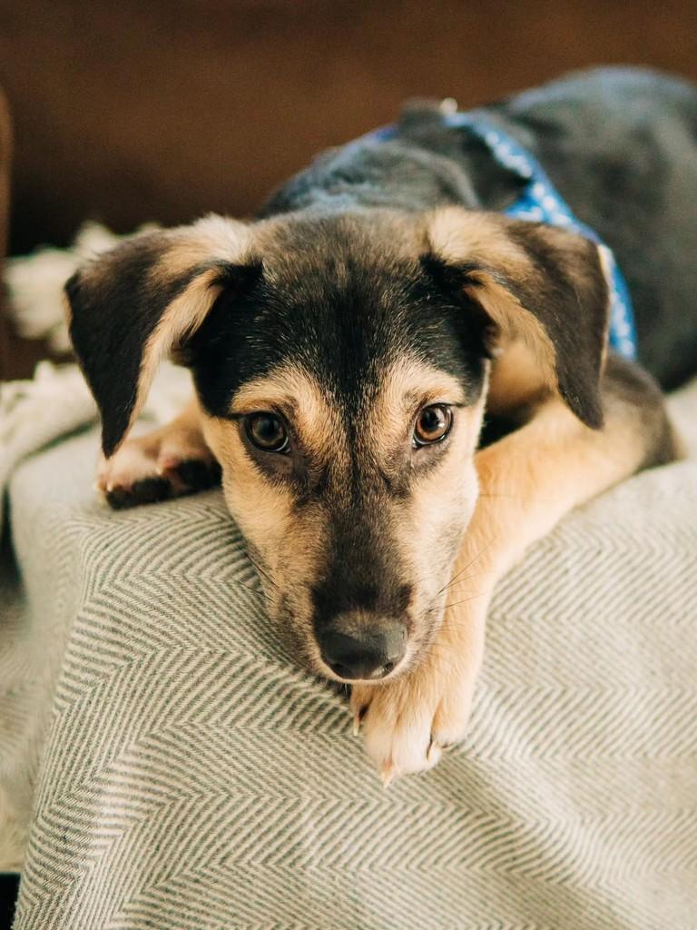 Pinóquio, cachorro de porte médio para adoção em Florianópolis - SC — foto 5 de 8