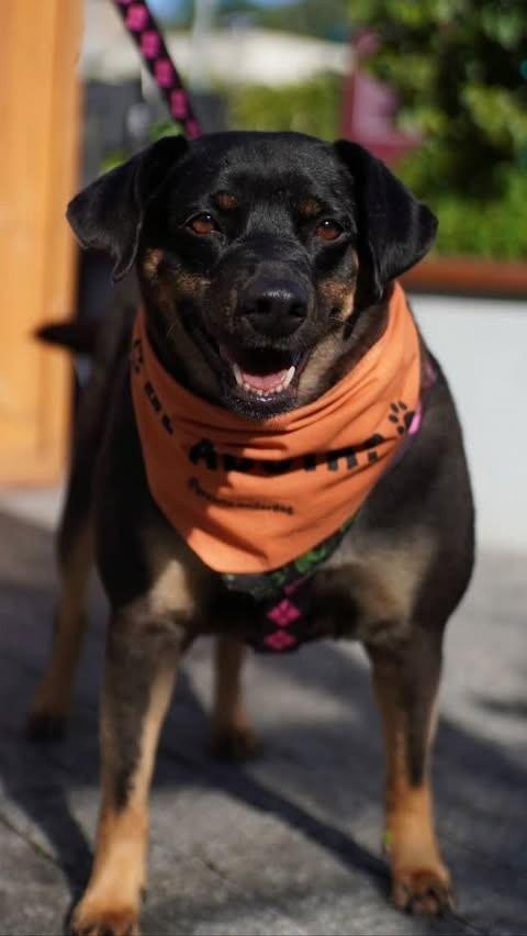 Valeska, cadela de porte médio para adoção em Florianópolis - SC