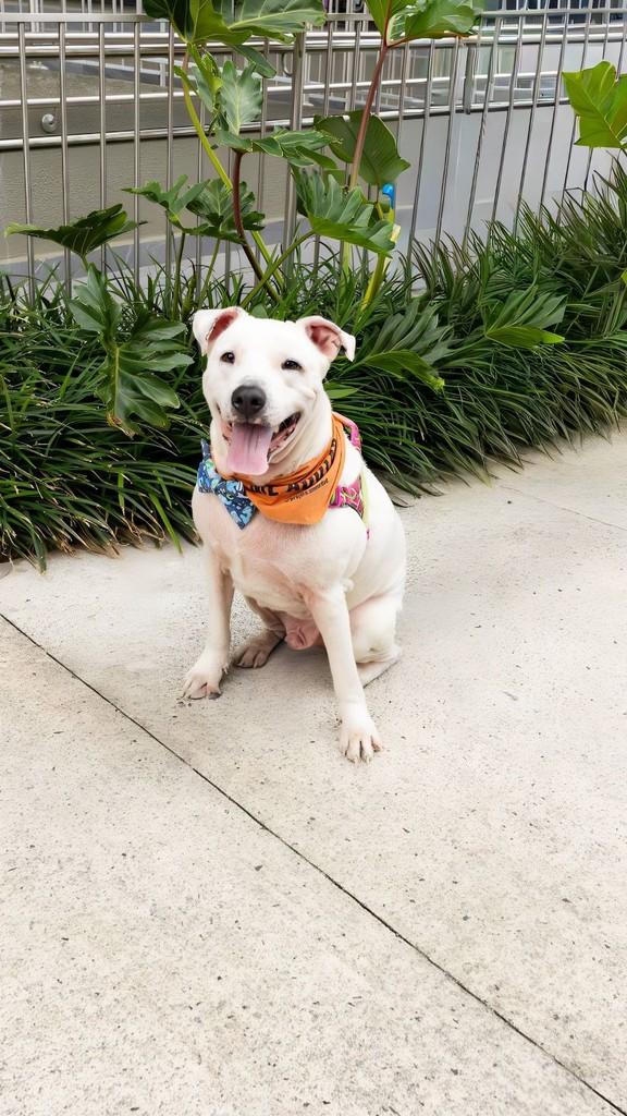 Baruk, cachorro de porte pequeno para adoção em Florianópolis - SC